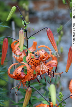 Orange tiger lily flowers in close up 107626140