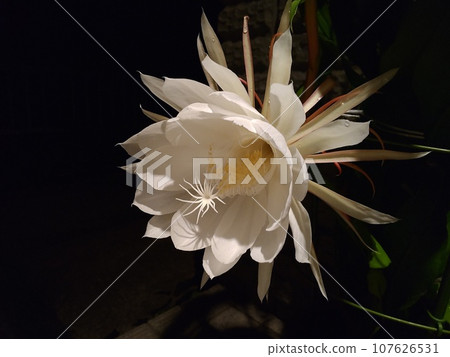 Flower Moonlit Beauty Gekkabijin Flower Moonlit Beauty Gekkabijin 107626531