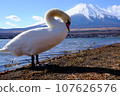 Collaboration of swans and Mt. Fuji seen from Lake Yamanaka 107626576