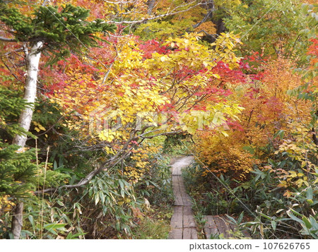 紅葉時期的八幡平登山道1 107626765