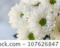 White chrysanthemum flower 107626847