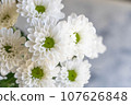White chrysanthemum flower 107626848