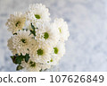 White chrysanthemum flower 107626849