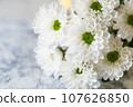 White chrysanthemum flower 107626850
