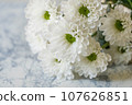 White chrysanthemum flower 107626851