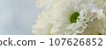 White chrysanthemum flower 107626852