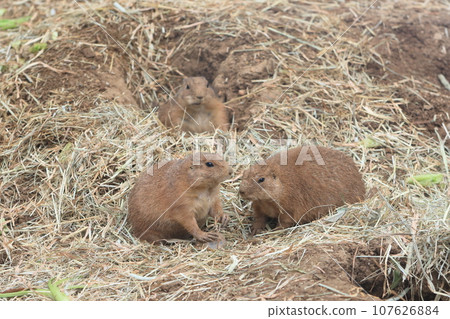土撥鼠動物園展覽 107626884