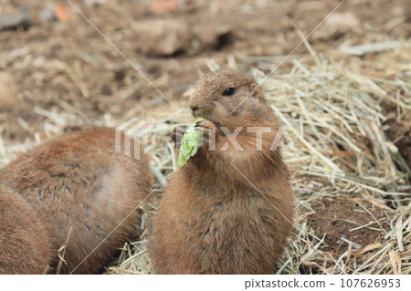 土撥鼠動物園展覽 土撥鼠動物園展覽 107626953