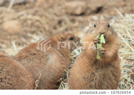Prairie dog zoo exhibit Prairie dog zoo exhibit 107626954
