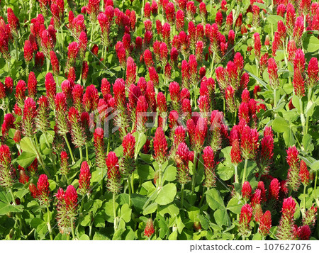 Landscape with strawberry candles Landscape with strawberry candles 107627076
