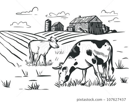 Cows graze in meadow near farm hand engraving 107627437