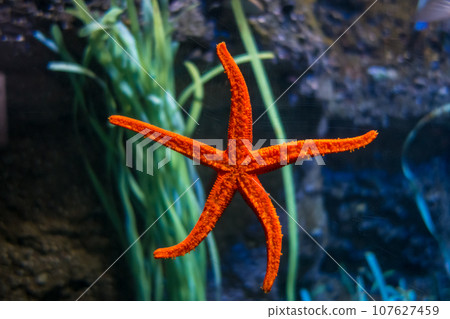 Starfish in ocean Starfish in ocean 107627459