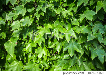 Climbing ivy background texture Climbing ivy background texture 107627460