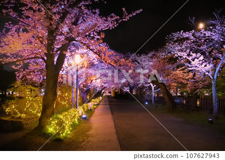 Kanto region, Odawara Castle, night cherry blossoms, popular for its beautiful cherry blossom trees, castle climbing route in front of Ninomaru Square, Odawara City, Kanagawa Prefecture (6) Kanto region, Odawara Castle, night cherry blossoms, popular for its beautiful cherry blossom trees, castle climbing route in front of Ninomaru Square, Odawara City, Kanagawa Prefecture (6) 107627943