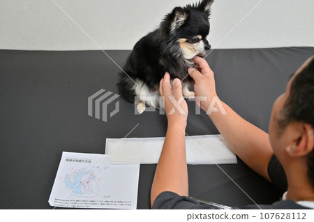 Veterinarian explaining about mitral regurgitation and medications Dog examination 107628112