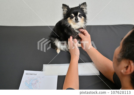 Veterinarian explaining about mitral regurgitation and medications Dog examination Veterinarian explaining about mitral regurgitation and medications Dog examination 107628113