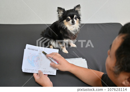 Veterinarian explaining about mitral regurgitation and medications Dog examination Veterinarian explaining about mitral regurgitation and medications Dog examination 107628114