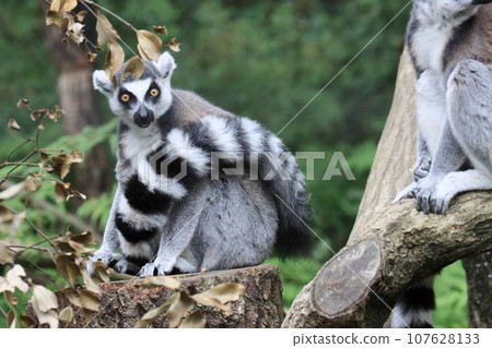 Ring-tailed lemur zoo behavioral exhibit endangered species 107628133