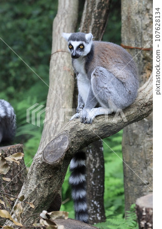 Ring-tailed lemur zoo behavioral exhibit endangered species Ring-tailed lemur zoo behavioral exhibit endangered species 107628134