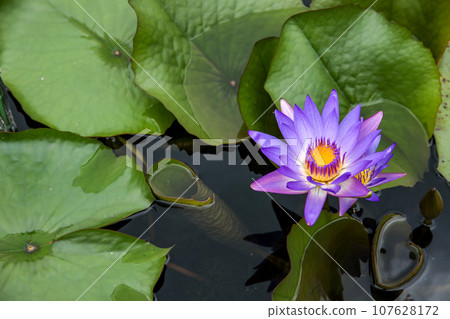 睡蓮 107628172