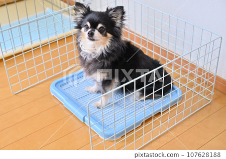 Toilet surrounded by wire net dog dog toilet chihuahua 107628188