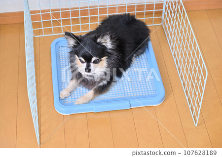 Toilet surrounded by wire net dog dog toilet chihuahua Toilet surrounded by wire net dog dog toilet chihuahua 107628189