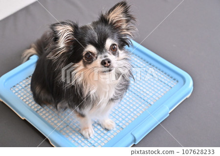 狗狗廁所 奇瓦瓦 廁所床單 107628233