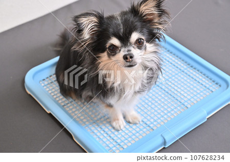 狗狗廁所 奇瓦瓦 廁所床單 107628234