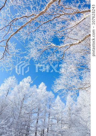 落葉松覆蓋著冬季藍天和美麗的白霜 9 107628243