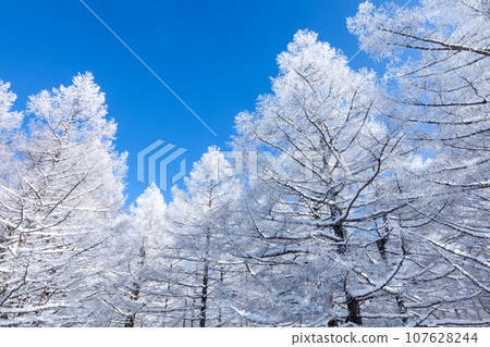 落葉松 10 覆蓋著冬季藍天和美麗的白霜 107628244