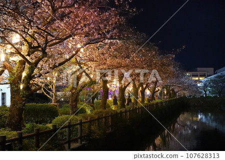 關東地區、小田原城、夜間櫻花、從小田原站到市中心的大堀端街、神奈川縣小田原市(1) 關東地區、小田原城、夜間櫻花、從小田原站到市中心的大堀端街、神奈川縣小田原市(1) 107628313