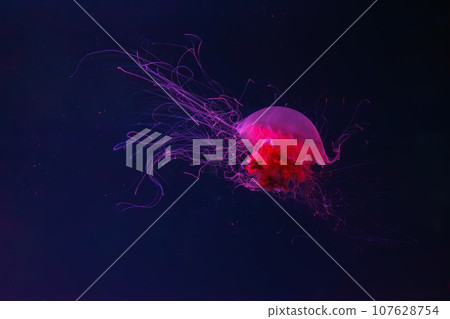 Fluorescent lion's mane jellyfish swimming underwater aquarium pool with red neon light. 107628754