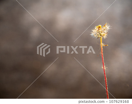 The seed of a Tridax Daisy flower when withering The seed of a Tridax Daisy flower when withering 107629168