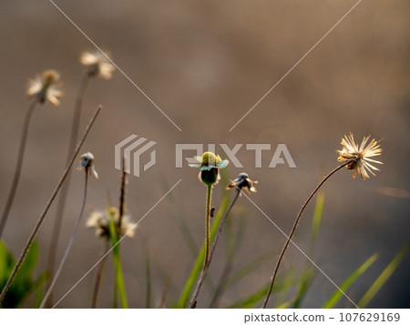 The seed of a Tridax Daisy flower when withering The seed of a Tridax Daisy flower when withering 107629169