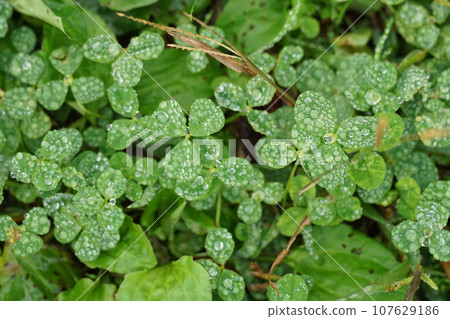 Clover wet in the rain Clover wet in the rain 107629186