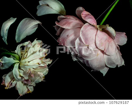 The wounded petals of the withering rose The wounded petals of the withering rose 107629187