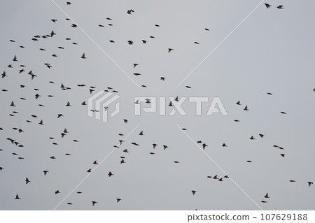 Flock of flighting birds Flock of flighting birds 107629188