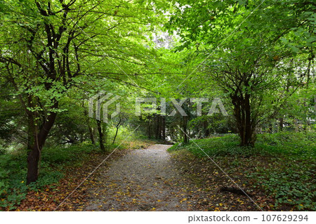 A path in Vienna, Europe, green after the rain (fresh green park where sunlight shines through) 107629294