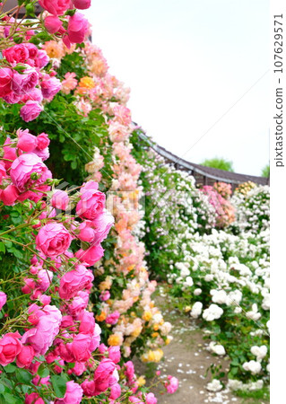 Rose image 107629571