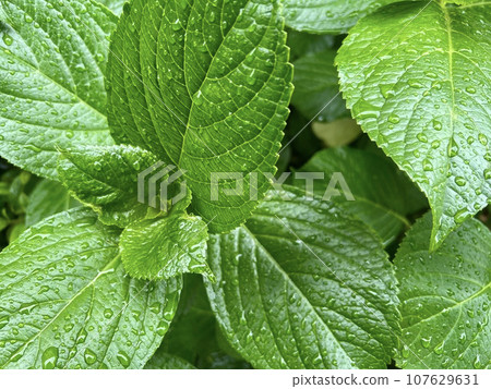 The leaves of a hydrangea soaked in the rain The leaves of a hydrangea soaked in the rain 107629631