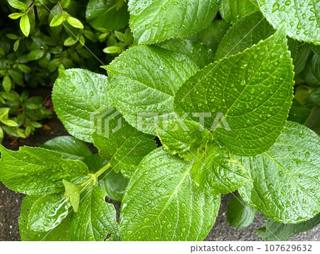 The leaves of a hydrangea soaked in the rain The leaves of a hydrangea soaked in the rain 107629632