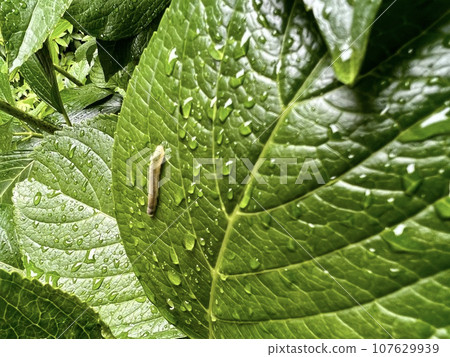 The leaves of a hydrangea that appear to have holes eaten by insects 107629939