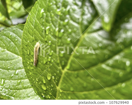 The leaves of a hydrangea that appear to have holes eaten by insects 107629940