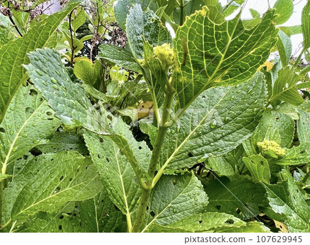The leaves of a hydrangea that appear to have holes eaten by insects The leaves of a hydrangea that appear to have holes eaten by insects 107629945