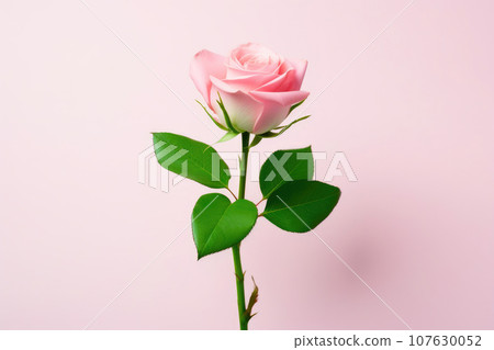 Whispers of Pink Rose 107630052