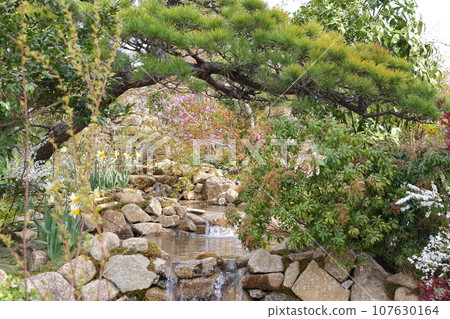 日式庭園的風景,有美麗的松樹 日式庭園的風景,有美麗的松樹 107630164