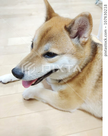 Shiba Inu Shiba Inu 107630218