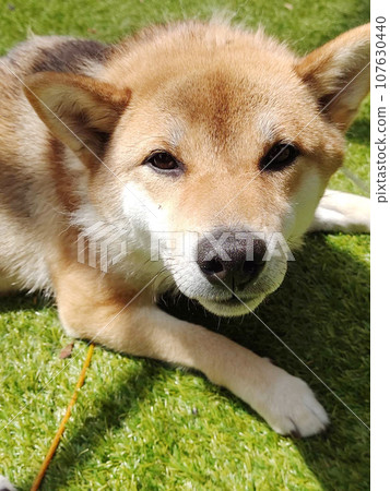 Shiba Inu Shiba Inu 107630440