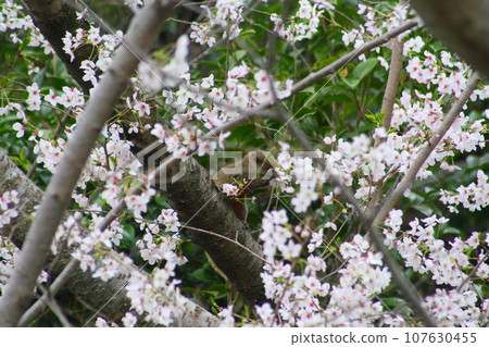 A squirrel perched on a cherry tree and looking at the cherry blossoms A squirrel perched on a cherry tree and looking at the cherry blossoms 107630455