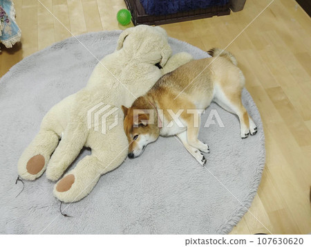 Shiba Inu Shiba Inu 107630620